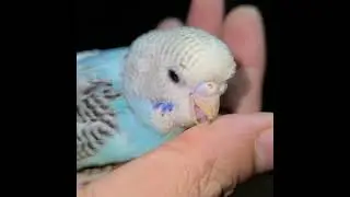 #birdfansbd #bestidea