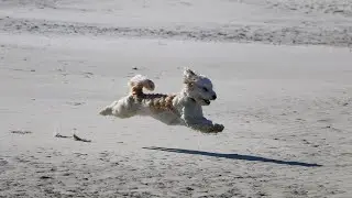 Havanese Health: Preventing Common Allergies and Sensitivities