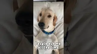 What breed am I? || Chestnut the Lab