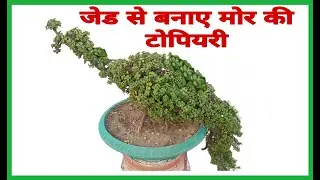 How to make Mayur topiary with  Jade plant