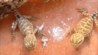 P.henrylawsoni juv&eacute;nile nc2011.wmv