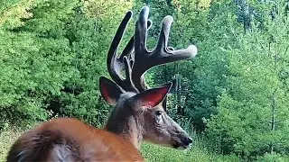 Trail Cam Videos | My Best of July Part 2 | Relax & Enjoy