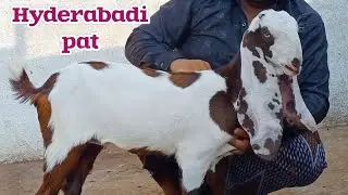 Daughter of Raees - Hyderabadi ablaq baby goat - Ahmed bhai: 8686580801 - @jameelcollection