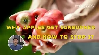 Why Apples Get Sunburned and How to Stop It