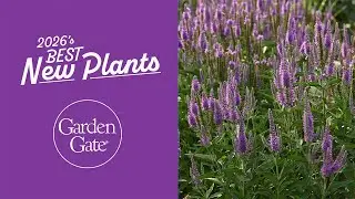 Meet New Skyward&trade; Lilac Veronica | Must-Grow Sun Perennial for 2026! 🌸 #bestplants #containergarden