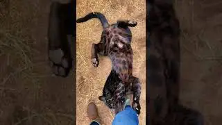 Black Jaguar Playtime! FUNNY