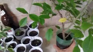 Como fazer muda de umbu cajá precoce por estaquia - Frutífera