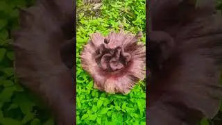 😱 what in the world is this....😱#alien#plant#forest#wilderness#unexplored#new#discovery#awsome#out