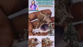 Real black Lord BHAIRAVA conch Indian Ocean gives you full protection from negative energy.