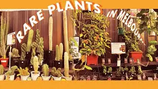 Nursery Plant tour in Melbourne | Stop Four | Collectors Corner