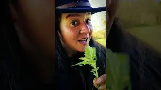 How to ID Goosefoot or Lamb's Quarters? #foraging #plantmedicine #bushcraft #survival