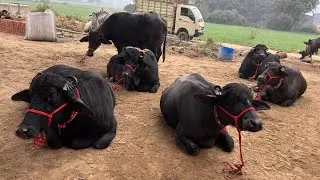 आज ननकू यादव के यहां 12 भैंस आई हरियाणा से बिकने के लिए Bhains for sale prayagraj Uttar Pradesh 