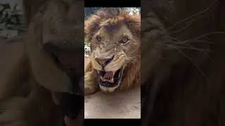 Rugido de Le&atilde;o
