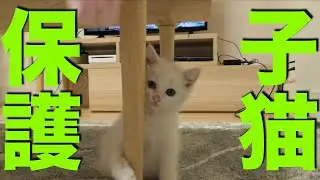 【子猫】生後１ヶ月の野良猫を拾いました。