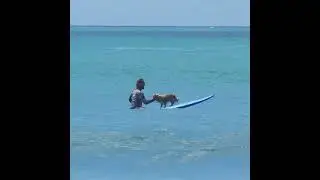 Learn to Surf with Cookie 