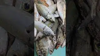12/10/2025 @mmseafoods Fish List #seafoodprep #seafood #fishing #fillet #fish #seafoods