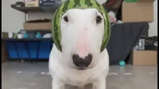 So SMART 🐈 Yet So Clumsy! 😂 Pets' Genius Turned Into Humor