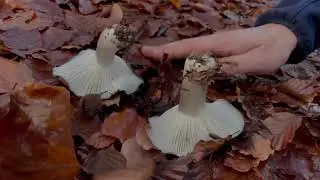 Conoscere i funghi: IL MARZUOLO