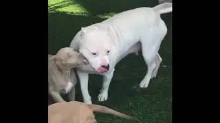 FUNNY AND CUTE DOGS  PAOLIDOG COMPILATION  53