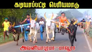பெரியமாடு கடியாப்பட்டி பந்தயம் 17-01-2026|Periyamadu Race