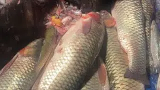 Real Fish Blogger // 
