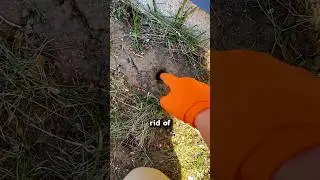 Get Rid of Moles the EASY WAY