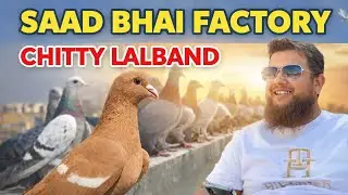 Chitty Lalband Kabutar Ka Zabardast Collection | Saad Bhai Factory Walay. 🔥