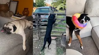 When you own a dog with an IQ 200 😲