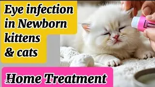 Eye infection in newborn kittens & cats |eye infections in kittens symptoms ,cause & home treatment