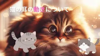 猫知識#24 猫の耳の動き　cat ear movement　#cat #猫  #癒しのペット
