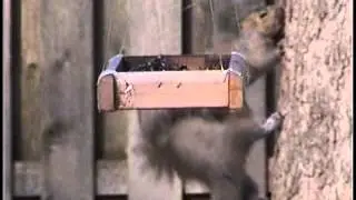 Squirrel distraction