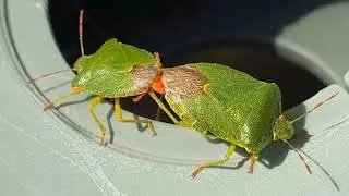 London Nature 25 June True Bugs: Beauty & the Beak