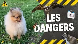 🐶 Quels sont les dangers pour un Spitz Nain ? 🐾 : ✦ 100% #POMERANIAN