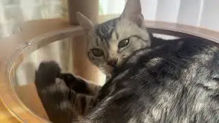 田舎の猫をかまう34
