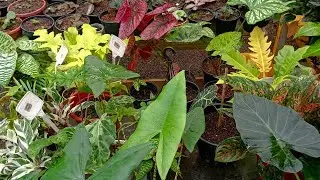TEMPORAL#DESTRUIÇÃO#RECOMEÇO#RARIDADES#PLANTASLINDAS#