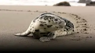 The most interesting animal decision-making processes
