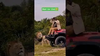 🔥Safari Surprise🦁Lion Next to Jeep  #LionEncounter #SafariAdventure #WildlifeMoments #JungleSafari