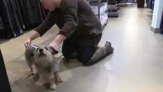 Punch the dog ring bearer