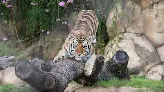 TRIBUTE to LSU Tiger  MIKE VI