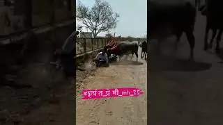 Angry Buffalo Race🔥