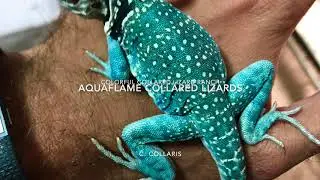Fancy Spotted NM & Aquaflame Collared Lizards