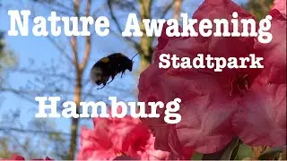 Nature Awakening *Stadtpark Hamburg*[4K]*