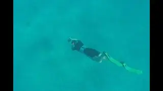 Fly With Bull Rays Snorkel Survey