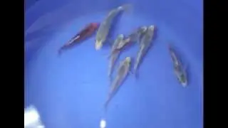 KoiMasters video5