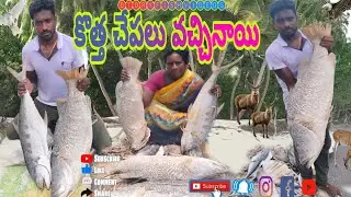 కొత్త చేపలు వచ్చినాయి #BT dryfish videos #best dry fish #village videos #dryfish cutting #dryfish