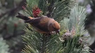 Piquituerto Com&uacute;n (Loxia curvirostra) y Mirlo Capiblanco (Turdus torquatus)