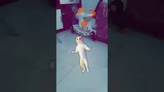Dancing Cat🐈 #shorts #cat #viral #trending #youtube