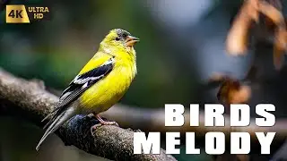 11 Hour Bird Sounds &ndash; Soothing Birds Chirping & Gentle Nature Sounds for Deep Relaxation