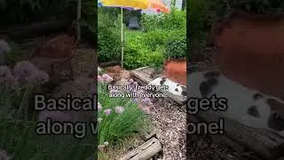 Freddy loves his barn cat life