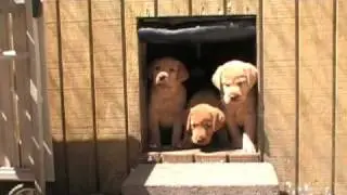 Fox Red Lab puppies 1st look outside